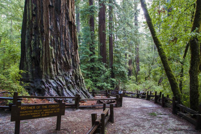 parque estadual big redwoods na california