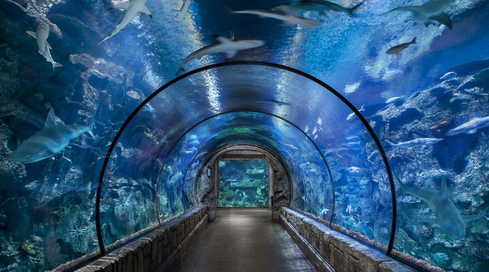 aquário shark reef do mandalay bay