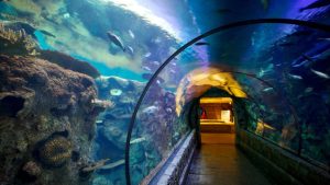 Shark Reef Aquarium Vegas 1