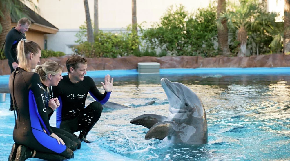 atrações do secret garden and dolphin habitat do hotel mirage las vegas