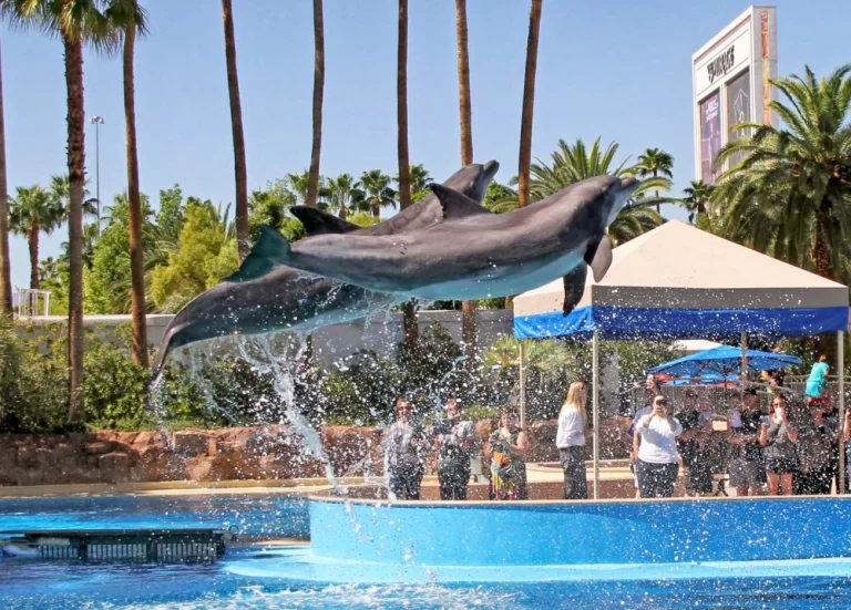 nade com golfinhos em las vegas no hotel the mirage
