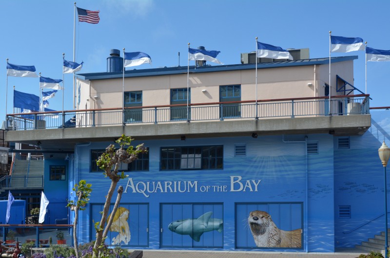 aquarium of the bay no pier 39