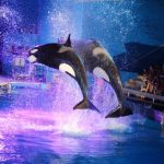 Ingressos do Seaworld Orlando