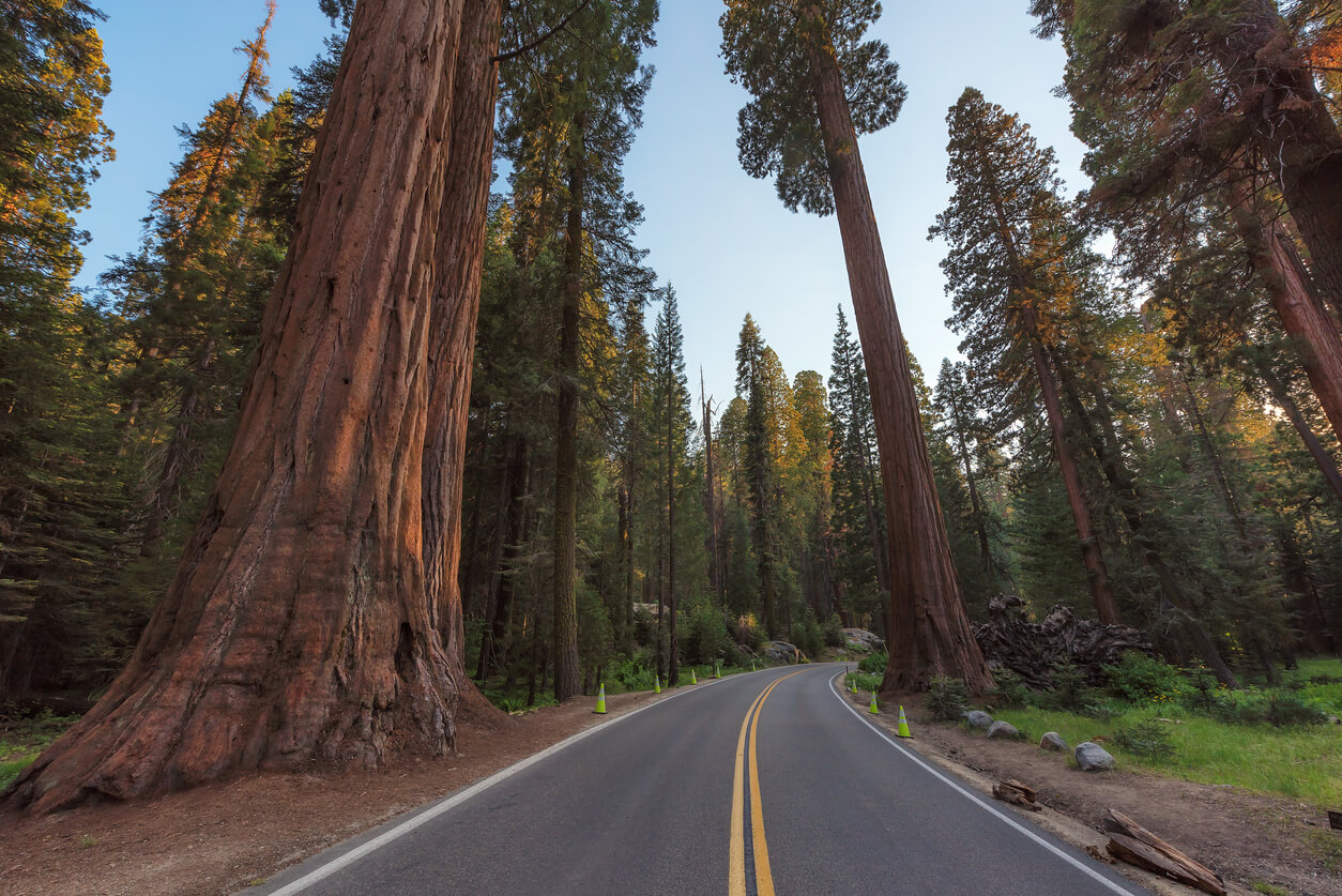 Estrada sequoia national park
