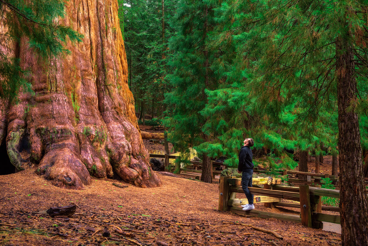 Grande sequoia sequoia national park