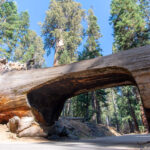 parque nacional da sequoia