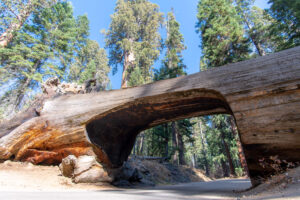 Parque Nacional da Sequoia 1