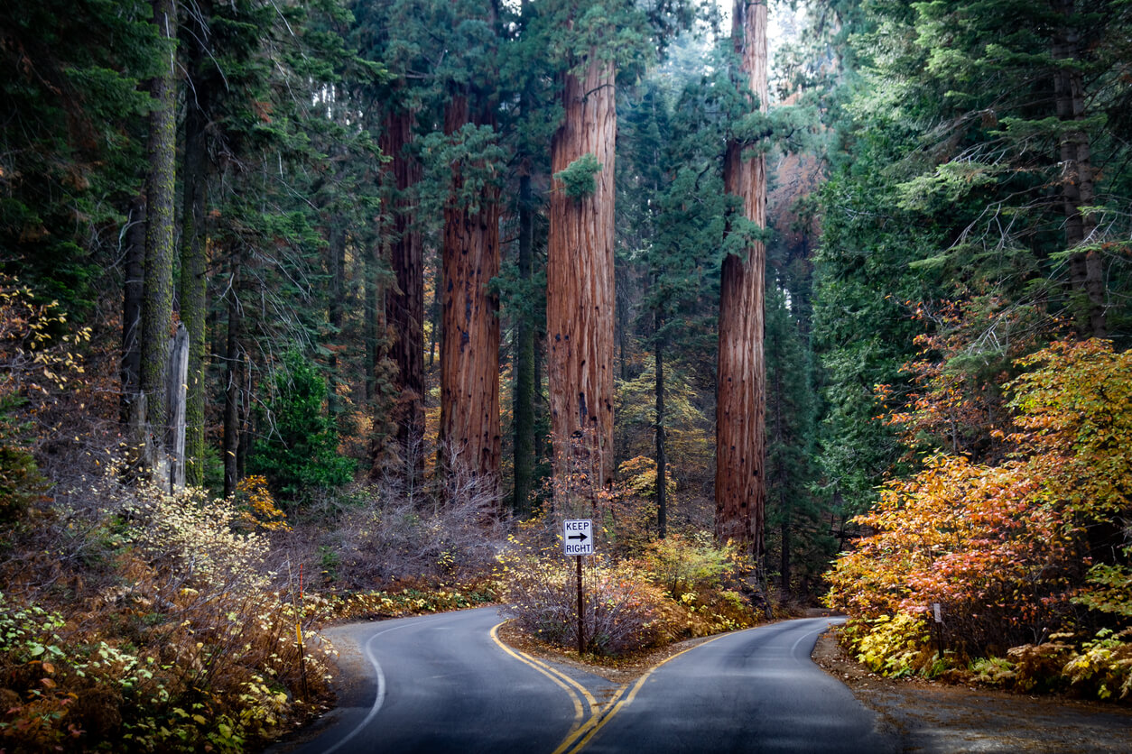sequoia national park no outono