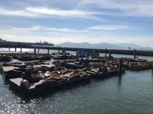 Pier 39 retoma as atividades hoje em San Francisco 1