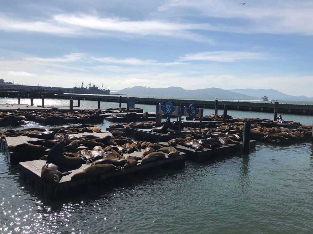 Pier 39 retoma as atividades hoje em San Francisco