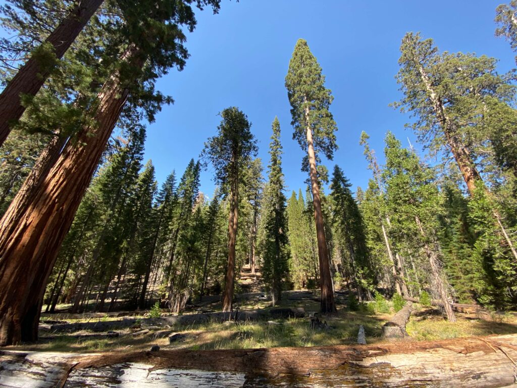 Floresta de sequoia