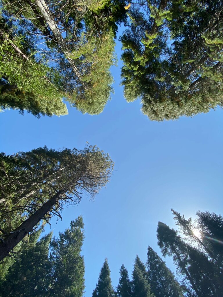 Floresta de sequoias