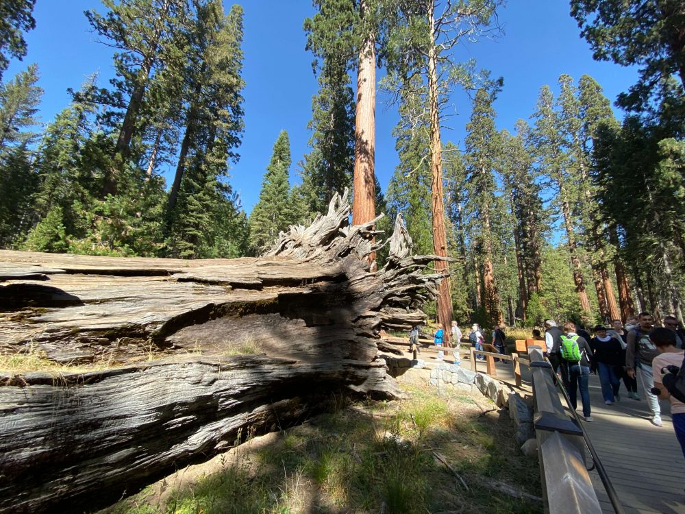 Tronco Floresta de Sequoias