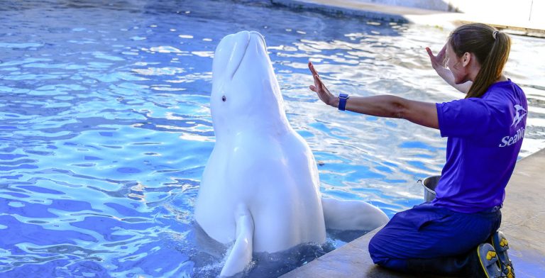 SeaWorld Orlando anuncia tour Inside Look aos finais de semana 1