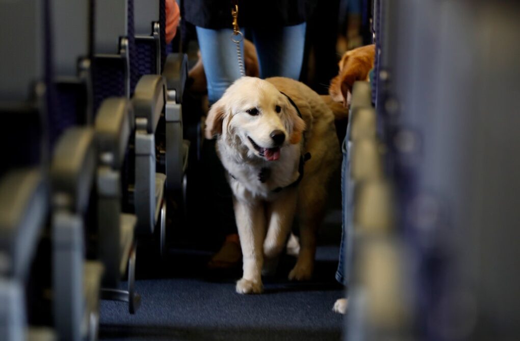 Novas regras para animais de assistência no Aeroporto de Orlando entram em vigência 1