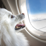 cachorro no avião