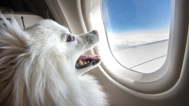cachorro no avião