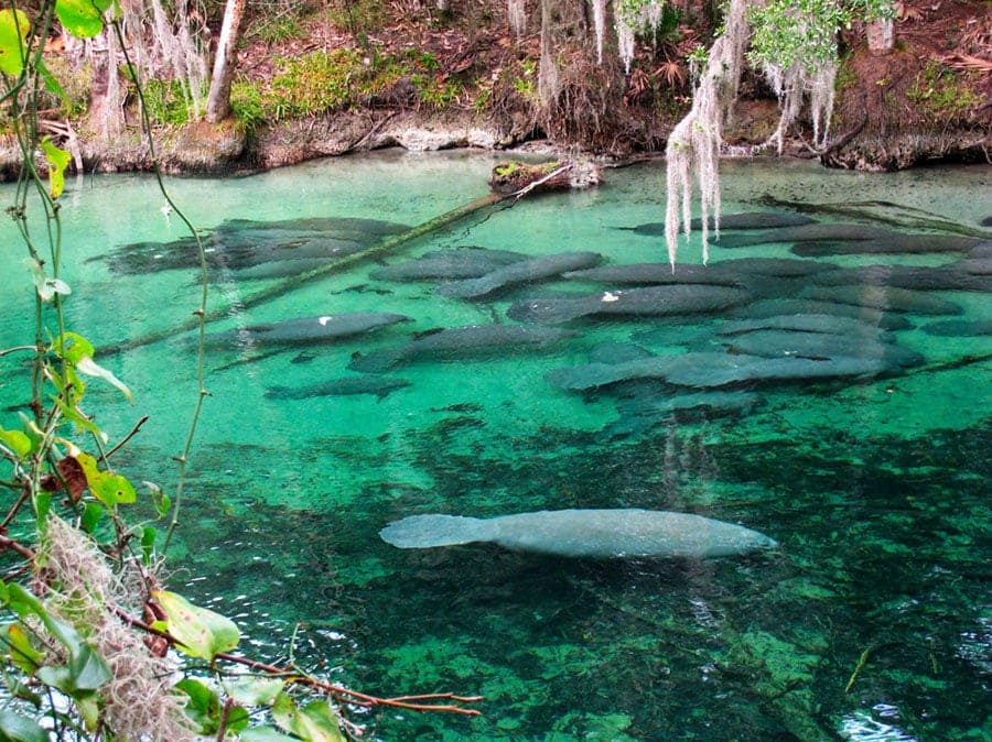 Florida Springs: guia de piscinas naturais para conhecer em 2024 4