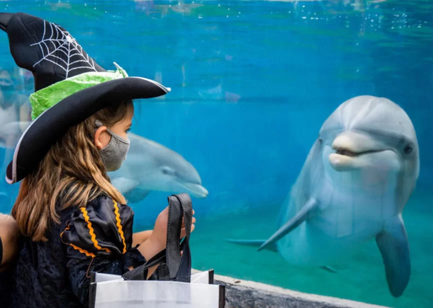 SeaWorld San Diego realiza eventos de Halloween e Natal este ano
